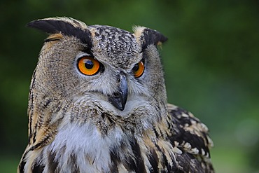 European Eagle Owl (Bubo bubo), portrait, Hesse, Germany, Europe