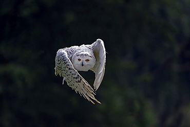 Snowy Owl (Bubo scandiacus, Nyctea scandiaca) in flight, Hesse, Germany, Europe