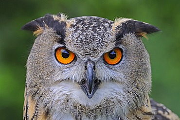 European Eagle Owl (Bubo bubo), portrait, Hesse, Germany, Europe