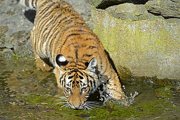 Indochinese Tiger or Corbett's Tiger (Panthera tigris corbetti), juveniles drinking at the edge of water, Berlin Zoo, Germany, Europe, captive