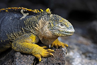 Galapagos Land Iguana (Conolophus subcristatus), island of Plaza Sur subspecies, Galapagos Islands, UNESCO World Heritage Site, Ecuador, South America