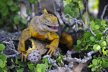 Galapagos Land Iguana (Conolophus subcristatus), island of Plaza Sur subspecies, feeding on a GalÃ¡pagos prickly pear leaf (Opuntia echios), Galapagos Islands, UNESCO World Heritage Site, Ecuador, South America