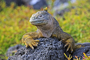 Galapagos Land Iguana (Conolophus subcristatus), island of Plaza Sur subspecies, Galapagos Islands, UNESCO World Heritage Site, Ecuador, South America