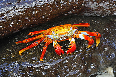 Red Rock Crab or Sally Lightfoot Crab (Grapsus Grapsus), Espanola Island, Galapagos, UNESCO World Heritage Site, Ecuador, South America