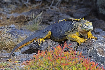 Galapagos Land Iguana (Conolophus subcristatus), subspecies of South Plaza Island, Isla Plaza Sur, Galapagos, UNESCO World Heritage Site, Ecuador, South America