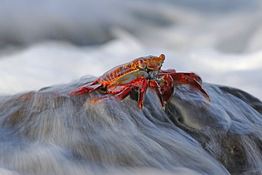 Red Rock Crab or Sally Lightfoot (Grapsus Grapsus) being washing over by surf, Espanola Island, Galapagos Islands, UNESCO World Natural Heritage Site, Ecuador, South America