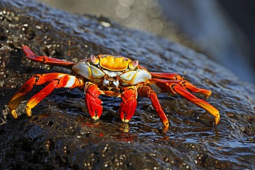 Red Rock Crab or Sally Lightfoot (Grapsus Grapsus), Espanola Island, Galapagos Islands, UNESCO World Natural Heritage Site, Ecuador, South America