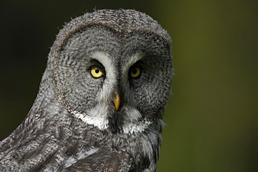 Great Grey Owl (Strix nebulosa)