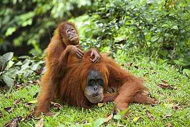 Sumatran orangutan (Pongo abelii) with young, in the rain forests of Sumatra, Indonesia, Asia