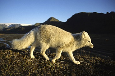 Arctic fox (Alopex lagopus) in the Ãžorsmoerk, Thorsmoerk mountain ridge, southern Iceland, Europe