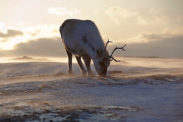 Svalbard Reindeer (Rangifer tarandus platyrhynchus), young male foraging for food on a windblown, icy slope, Adventdalen, Spitsbergen, Svalbard, Norway, Europe