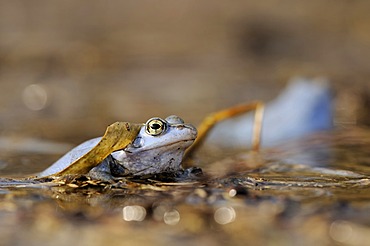 Moor frog (Rana arvalis), male in the spawning grounds, Mittlere Elbe biosphere reserve on the Elbe river near Dessau, Saxony-Anhalt, Germany, Europe