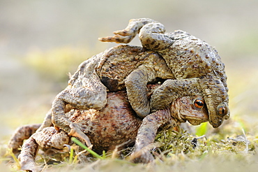 Toads (Bufo bufo), males competing for a female