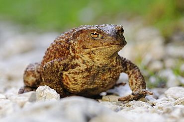 Toad (Bufo bufo complex), Triglav National Park, Slovenia, Europe