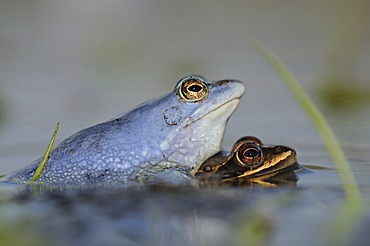 Moor Frogs (Rana arvalis) during mating, the Middle Elbe Biosphere Reserve, Dessau, Germany, Europe