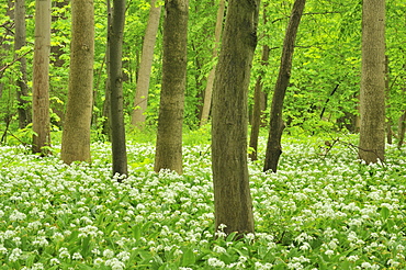 Forest floor covered with Ramsons or Wild Garlic (Allium ursinum), Leipzig floodplain forest, Saxony, Germany, Europe