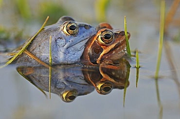 Moor Frogs (Rana arvalis) during mating, Middle Elbe Biosphere Reserve near Dessau, Saxony-Anhalt, Germany, Europe