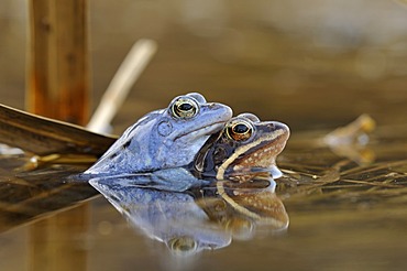 Moor Frogs (Rana arvalis) during mating, Middle Elbe Biosphere Reserve near Dessau, Saxony-Anhalt, Germany, Europe