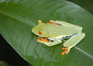 Red-eyed Treefrog (Agalychnis callidryas), Monteverdi Rain Forest, Costa Rica, Central America