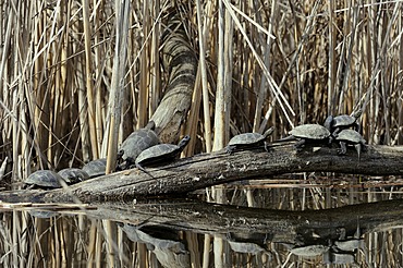 European Pond Turtle (Emys orbicularis), Danube wetlands, Donau Auen National Park, Lower Austria, Austria, Europe