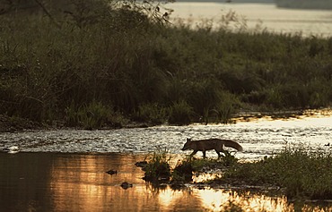 Red Fox (Vulpes vulpes) in the water, Danube wetlands, Donau Auen National Park, Lower Austria, Austria, Europe