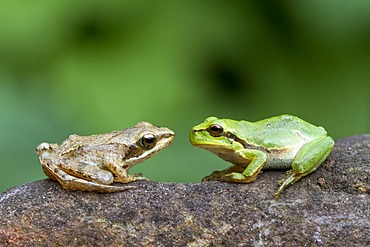 Agile Frog (Rana dalmatina) and European Green Treefrog (Hyla arborea), Marchfeld, Lower Austria, Austria, Europe