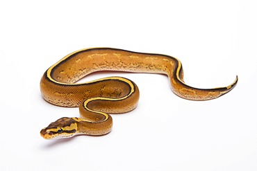 Royal python (Python regius), Superstripe, male, reptile breeder Willi Obermayer, Austria