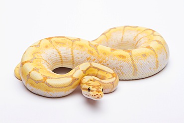 Royal python (Python regius), Spider CG, male, reptile breeder Willi Obermayer, Austria