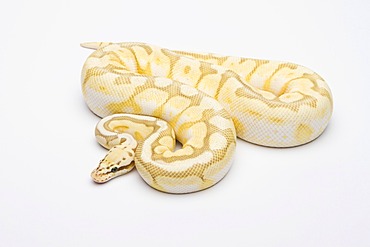 Royal python (Python regius), Killer Bee Butter, male, reptile breeder Willi Obermayer, Austria