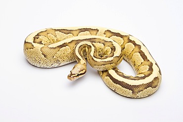 Royal python (Python regius), Vanilla Cream, male, reptile breeder Willi Obermayer, Austria