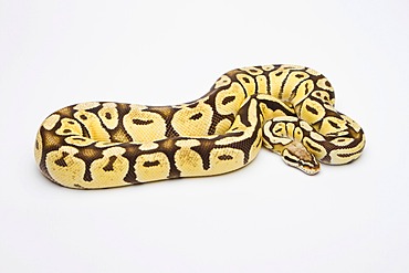 Royal python (Python regius), Super Pastell Vanilla, female, reptile breeder Willi Obermayer, Austria