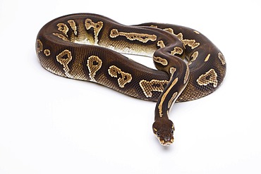 Royal python (Python regius), Super Black Head, reptile breeder Willi Obermayer, Austria