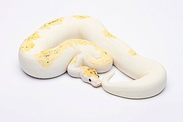 Royal python (Python regius), Paradox Super Fire, male, reptile breeder Willi Obermayer, Austria