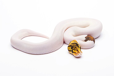 Royal python (Python regius), Bumble Bee Piebald, male, reptile breeder Willi Obermayer, Austria