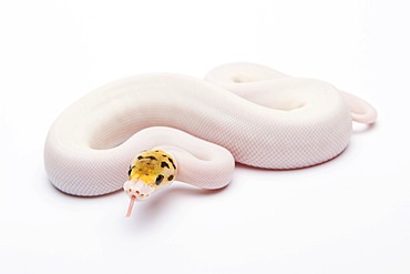 Royal python (Python regius), Bumble Bee Piebald, female, reptile breeder Willi Obermayer, Austria