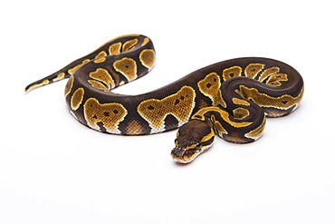 Royal python (Python regius), Black Head Double Het Albino Ghost, female, reptile breeder Willi Obermayer, Austria