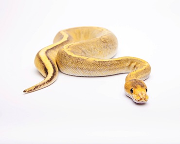 Royal python (Python regius), Champagne Calico, female, reptile breeder Willi Obermayer, Austria