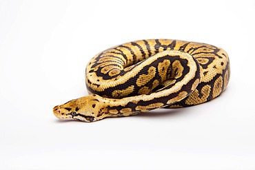 Royal python (Python regius), Powerball, male, reptile breeder Willi Obermayer, Austria