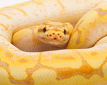 Royal Python (Python regius), Spider CG, male, Willi Obermayer reptile breeding, Austria