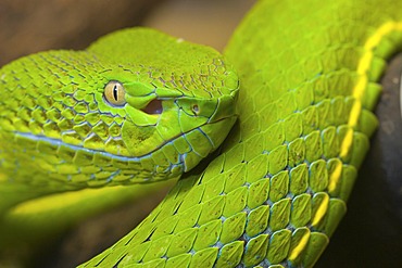 Vogel's pit viper (Trimeresurus vogeli), female in a terrarium