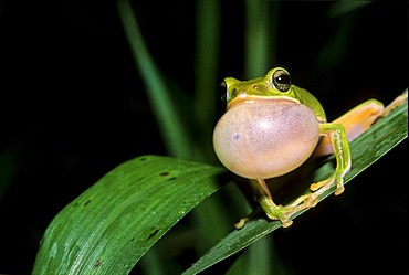 Farmland Green Tree Frog (Rhacophorus arvalis), inflated vocal sac, courtship display, species endemic to Taiwan, Asia