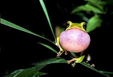 Farmland Green Tree Frog (Rhacophorus arvalis), inflated vocal sac, courtship display, species endemic to Taiwan