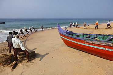 Fishermen pulling in a net, beach south of Kovalam, Malabar Coast, Malabar, Kerala, southern India, India, Asia