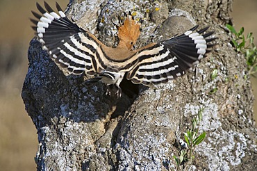 Hoopoe (Upupa epops), Quintana de la Serena, Badajoz, Extremadura, Spain, Europe