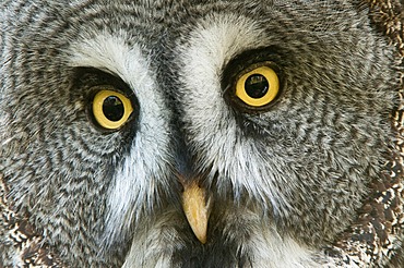 Great Grey Owl (Strix nebulosa), Marlow Vogelpark bird park, Mecklenburg-Western Pomerania, Germany, Europe