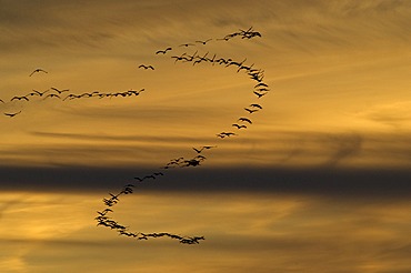 Eurasian cranes (Grus grus) in flight, flock flying in a formation in the evening light, lake Guenzer See, Altenpleen, Western Pomerania Lagoon Area National Park, Mecklenburg-Western Pomerania, Germany, Europe