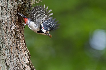 Great Spotted Woodpecker (Dendrocopos major), in flight, Urwald Sababurg Nature Reserve, North Hesse, Germany, Europe