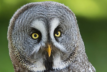 Great Grey Owl or Lapland Owl (Strix nebulosa nebulosa), Sababurg Zoo, Hofgeismar, North Hesse, Hesse, Germany, Europe