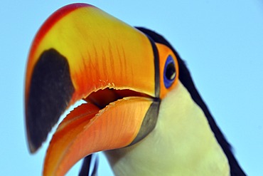 Toco Toucan (Ramphastos toco), Foz de Iguazu, Puerto Iguazu, Argentina - Brazil border, South America