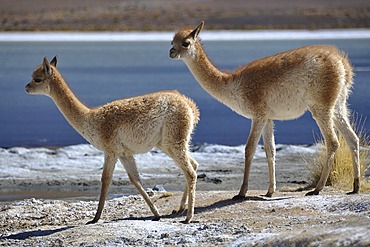 VicuÃ±as, vicugnas (Vicugna vicugna) on a lagoon, Altiplano, border of Chile and Bolivia, South America